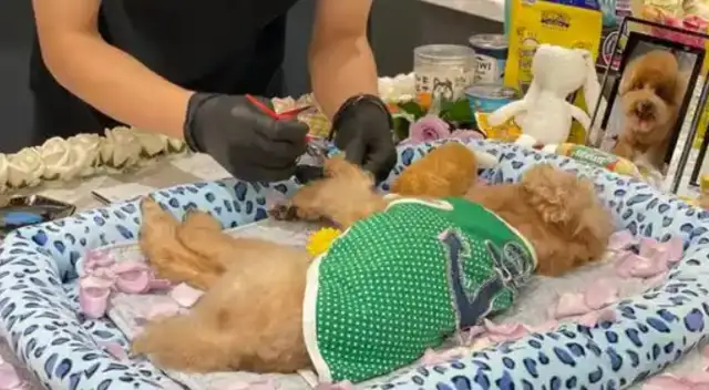 There's an incendiary. It's urgent to regularize the burial of pets