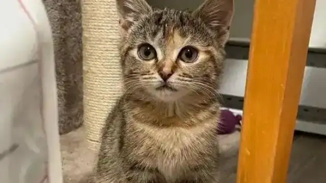 The cat running the cool door caused the China Cats Association to punish violations
