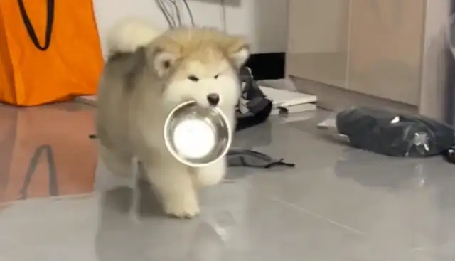 The dog wandered around with the pot and the master found the dog thirsty