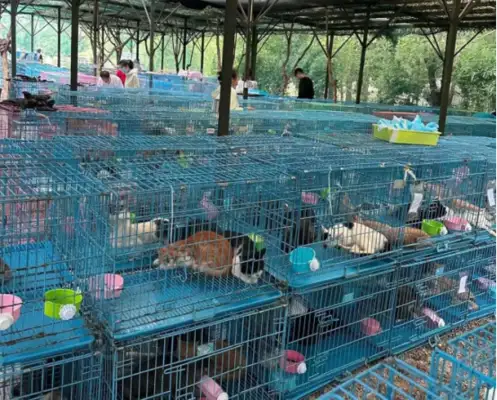 Jiangsutai has recovered over 900 cats from the illegal truck