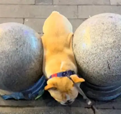The dog went between the rocks because he was too fat and stuck in it