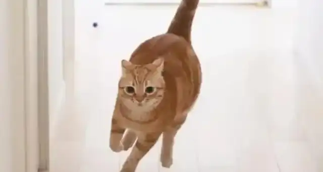 The cat running the cool door caused the China Cats Association to punish violations