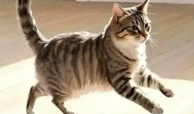The cat running the cool door caused the China Cats Association to punish violations