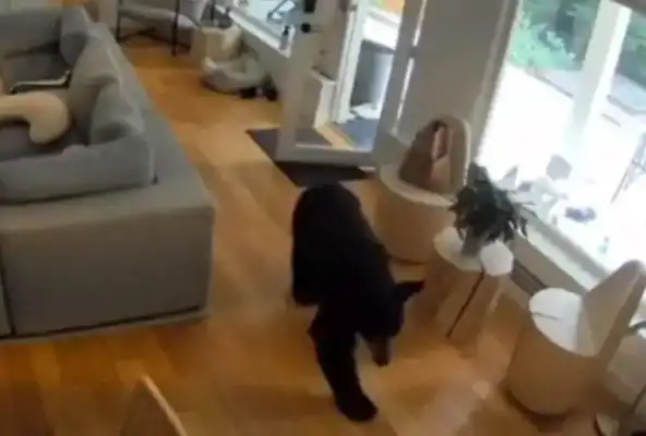 A Canadian black bear broke into a house to eat dog food and got scared to the ground