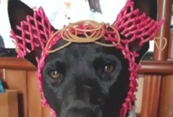 The day the dog was born, he was dressed with his heart, and he looked like he'd done it: