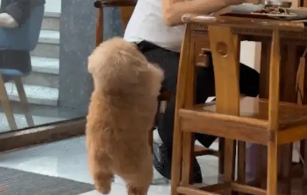 The master fixes his feet. Dogs are cooking in the lobby. Eat