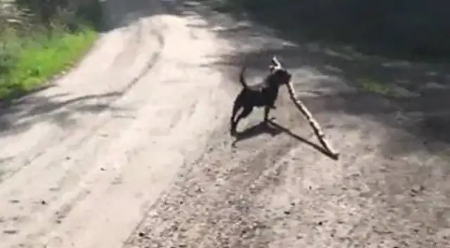 The master and the dog play games and see what the dog has found