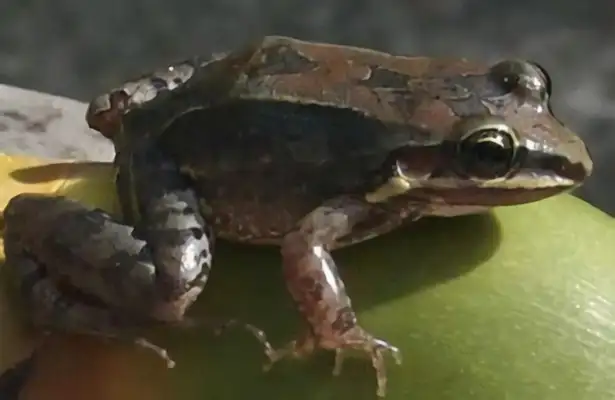 White-kiss toe frog identity information