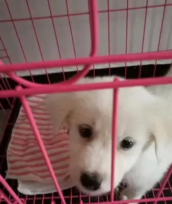 The dog sits in front of the elevator, but he doesn't see the owner