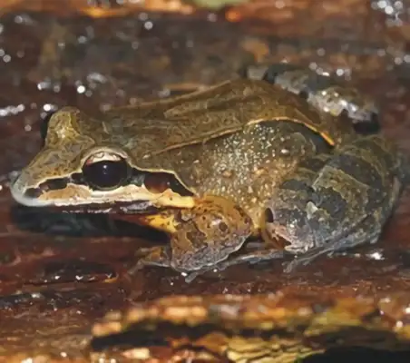 White-kiss toe frog identity information