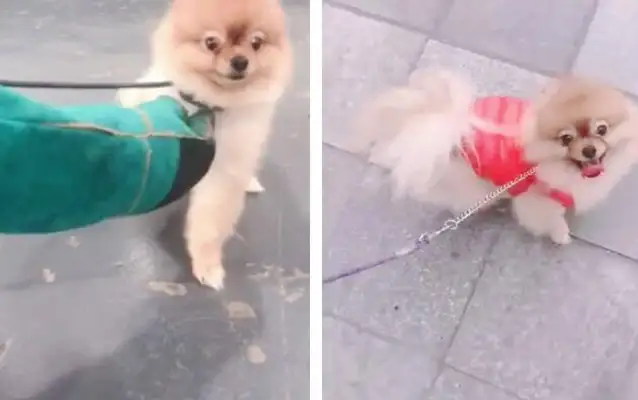 When Bommy Dogs came back from the country, they got angry and bit