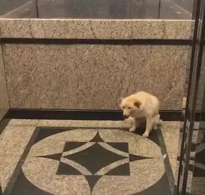 The dog sits in front of the elevator, but he doesn't see the owner