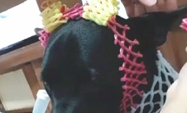 The day the dog was born, he was dressed with his heart, and he looked like he'd done it: