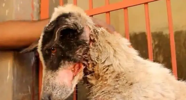 The dog was tortured, his mouth and neck were almost strangled by rope, his flesh and blood, and he couldn't stand to see