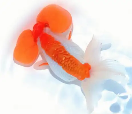 Flower bubble identity information