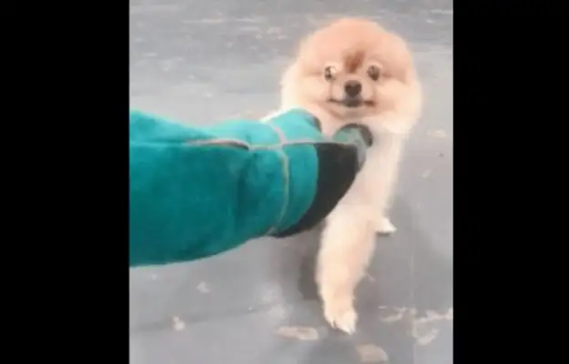 When Bommy Dogs came back from the country, they got angry and bit