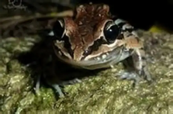 White-kiss toe frog identity information