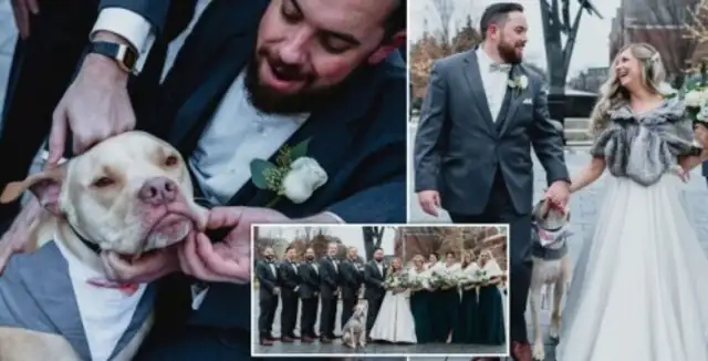 American men make pet dogs their best friend