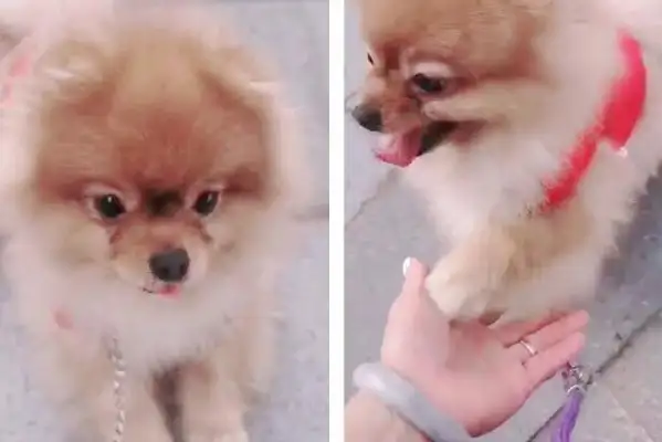 When Bommy Dogs came back from the country, they got angry and bit
