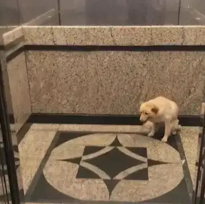 The dog sits in front of the elevator, but he doesn't see the owner