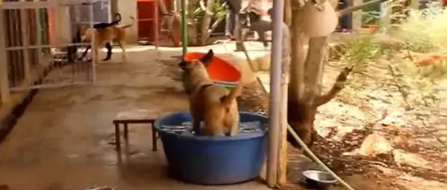 The dog was tortured, his mouth and neck were almost strangled by rope, his flesh and blood, and he couldn't stand to see