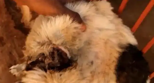 The dog was tortured, his mouth and neck were almost strangled by rope, his flesh and blood, and he couldn't stand to see
