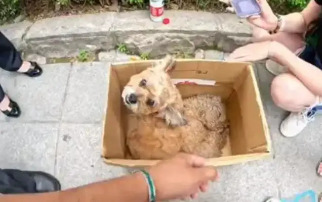 The dog was in a car accident, and his companions stayed