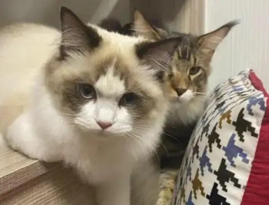 Cats turn on their own electromagnetic furnaces, the kitchen smokes, the cat and the house are almost gone