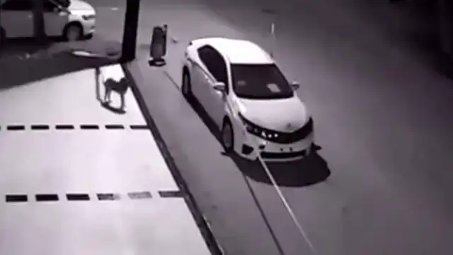 The man kicked a stray dog when he got out of the car, and the next day the car broke