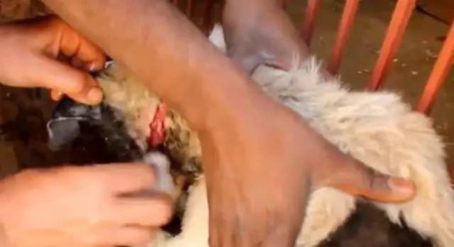 The dog was tortured, his mouth and neck were almost strangled by rope, his flesh and blood, and he couldn't stand to see
