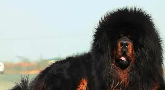 The most loyal dog on the list. If the master orders, the dog can go to hell