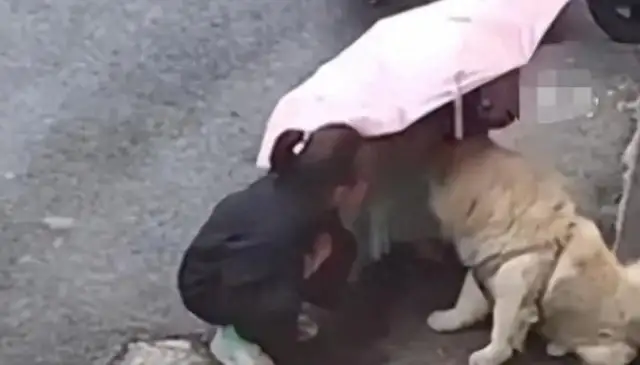 Jiangsu's girl with the girl's face and the dog is torn apart, and she's squeezing her ears and pissing the lion