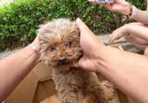 The dog was in a car accident, and his companions stayed