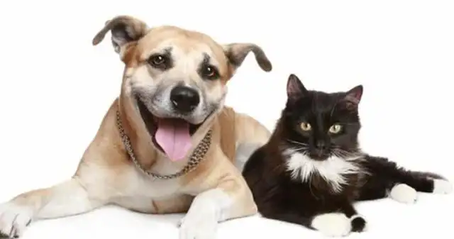 A 12-year-old girl with a blind right eye is a worm born of cat and dog
