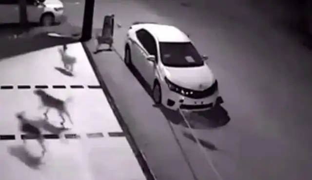The man kicked a stray dog when he got out of the car, and the next day the car broke