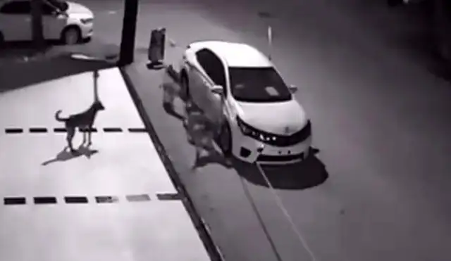 The man kicked a stray dog when he got out of the car, and the next day the car broke