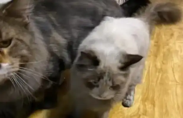 Cats turn on their own electromagnetic furnaces, the kitchen smokes, the cat and the house are almost gone