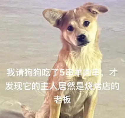 The girl kindly invited the stray dog to eat five lamb strings, and found out... that Cinderella spent so much money on Haomen