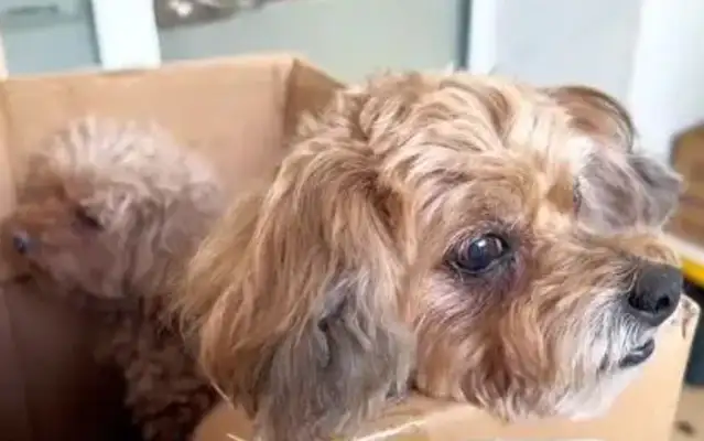The dog was in a car accident, and his companions stayed