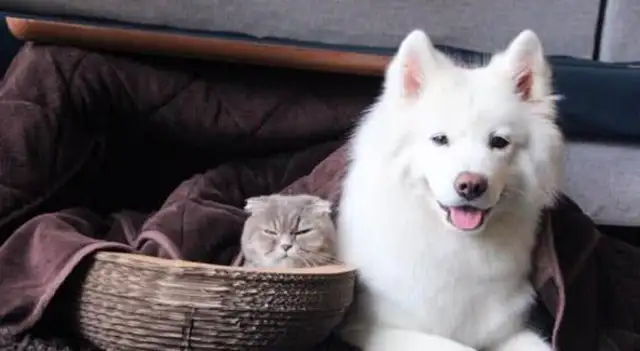 A 12-year-old girl with a blind right eye is a worm born of cat and dog
