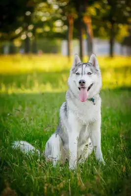 Introduction to the Autumn Dogs in the United States: comprehensive analysis from character to use
