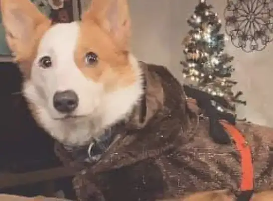 The master put on Corky's clothes and pants, and his face was like, 