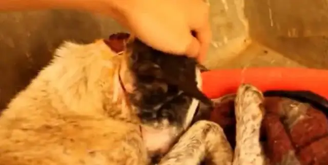 The dog was tortured, his mouth and neck were almost strangled by rope, his flesh and blood, and he couldn't stand to see