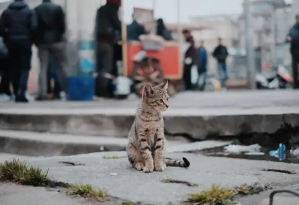 A pet dog hurts people. All the strays deserve to die