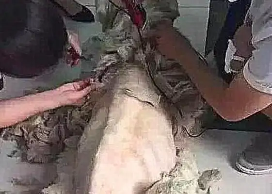 The girl, despite her family's resistance, adopted a dirty, ugly stray dog