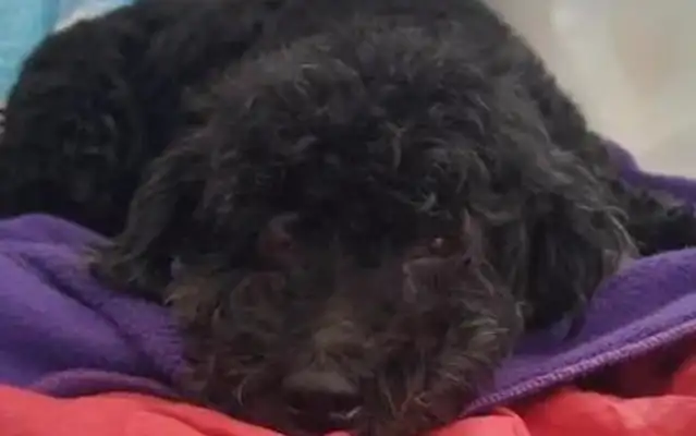 Nani? The dog ate the tea balls and couldn't breathe