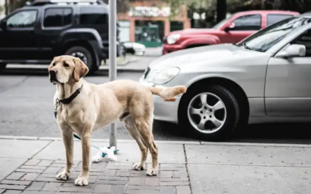 A pet dog hurts people. All the strays deserve to die