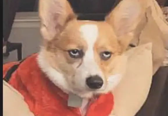 The master put on Corky's clothes and pants, and his face was like, 