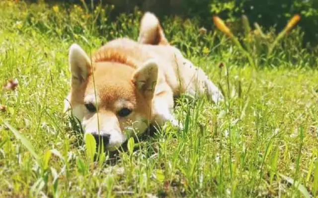 It's possible that a wooddog is all eating and growing up