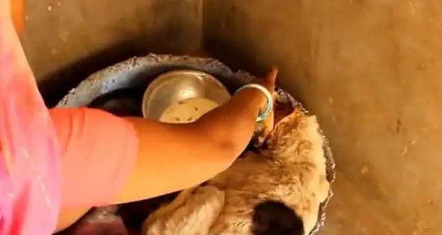 The dog was tortured, his mouth and neck were almost strangled by rope, his flesh and blood, and he couldn't stand to see